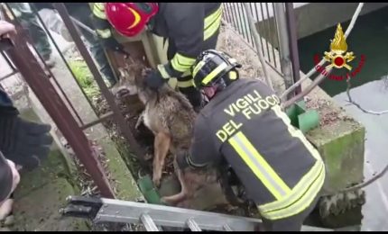 Lupo insegue un gatto ma il primo ha la peggio. Ecco com'&egrave; finita...