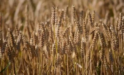 Agricoltura, nasce un fondo per la gestione dei rischi