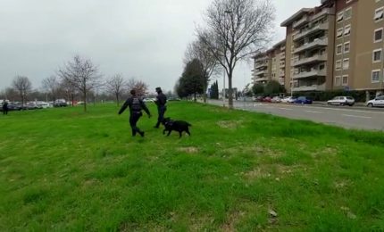 Cani avvelenati a Firenze, bonifica dell'unit&agrave; cinofila