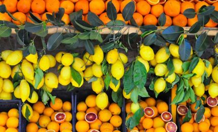 Dalla Turchia e dall'Egitto sono arrivati agrumi avvelenati da pesticidi che l'Europa ha proibito perché dannosi per la salute/ MATTINALE 915