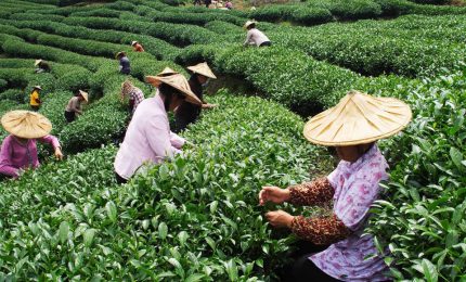 La Cina difende le proprie produzioni agricole e agro-industriali dalla concorrenza sleale bloccando la globalizzazione