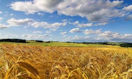 Crolla il prezzo del grano duro e per i produttori siciliani si prospetta un disastro economico