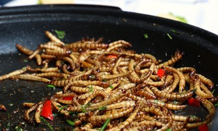 Come difendersi dalla farina di grilli e di larve che la Ue ci vuole fare mangiare/ MATTINALE 916