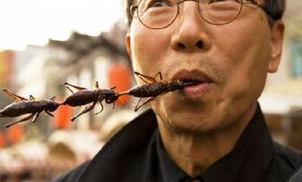 Perché mangiare gli insetti con l'ambiente pieno di pesticidi ed erbicidi è insensato
