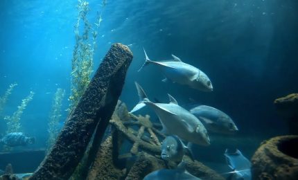 Dall'Ue un milione per la pesca sostenibile