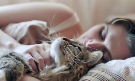 Fusa, pancia e coda, come comunicano i gatti