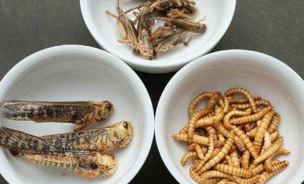 Ci fanno mangiare larve e insetti e loro mangiano caviale e aragoste