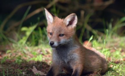 Animali selvatici, i limiti da rispettare