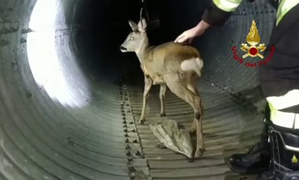 Un capriolo finisce in un fossato, ecco come &egrave; stato salvato