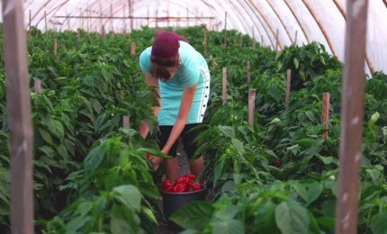 Agricoltura, 9 miliardi per la Pac