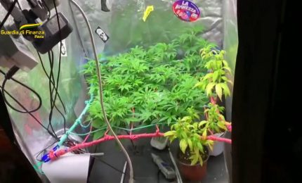 Pavia: Trasforma soffitta in serra per coltivare droga, arrestato