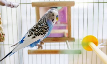 Volatili da compagnia, ecco come farli vivere a lungo