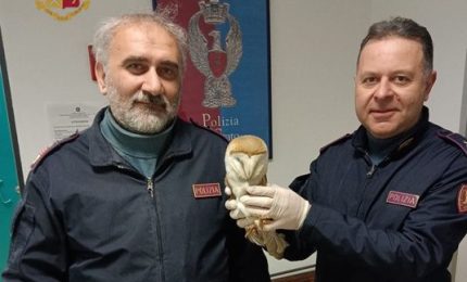 Alla stazione di Catania gli agenti della Polizia ferroviaria salvano un barbagianni ferito