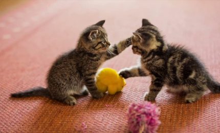 Gli animali domestici fanno bene alla nostra salute