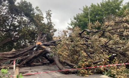 Albero cade su auto in transito a Palermo, le immagini