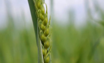 Riso, nel 2022 vince quello certificato