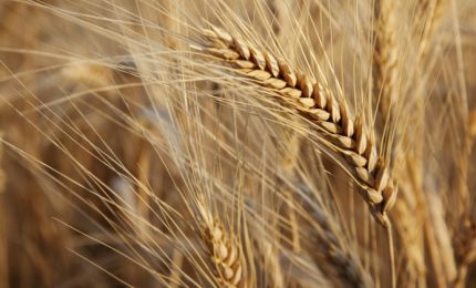 In calo i prezzi dei prodotti agricoli mondiali ad eccezione dei cereali. In Italia è 'sparita' la CUN grano duro e il prezzo va giù
