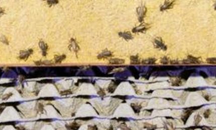 Per la farina di insetti è incompleta la valutazione sui rischi legati a possibili allergie