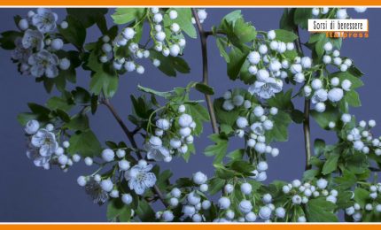 Sorsi di benessere - Ecco la tisana che favorisce il relax