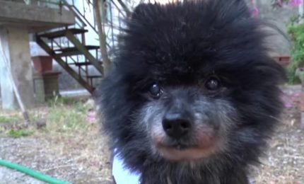 &Egrave; morto il cane pi&ugrave; vecchio del mondo, aveva 24 anni