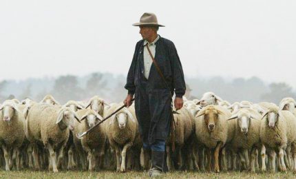 Pastori della Sardegna: perché le multinazionali e la Ue ci vogliono fare mangiare insetti distruggendo chi produce carne latte e formaggi