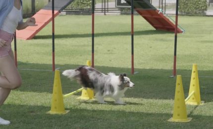 Un convegno sullo status di cane-atleta e la tutela del suo benessere