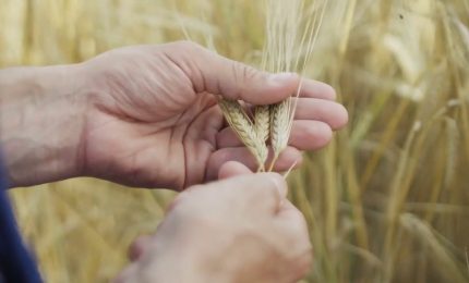 Agricoltura, aumentano i terreni con frumento tenero