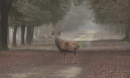 Il cervo italico &egrave; a rischio estinzione, un progetto per salvarlo