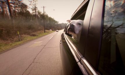 Il tuo cane soffre di mal d'auto? Ecco quali sono i sintomi