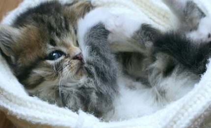 Come dorme il tuo gatto?  Tre posizioni diverse, diversi significati