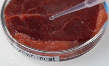 Un ddl del Governo vieta il cibo sintetico