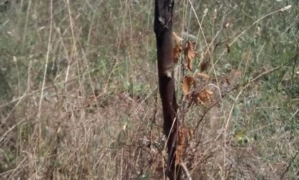 Semi al posto di alberelli di tre anni: l'Italia rischia di perdere 330 milioni di euro. Flop dei progetti a Palermo, Catania e Messina