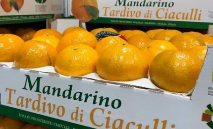 Annata spettacolare per il mandarino tardivo di Ciaculli: ottima pezzatura e grande successo tra i consumatori