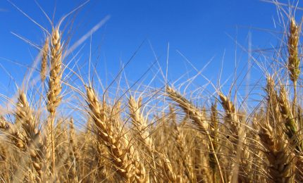 Prezzi del grano in ribasso in tutto il mondo mentre si teme che aumentino i casi infezione aviaria. Mentre Algeria ed Egitto...
