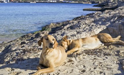 I cani randagi che "invadono" Lampedusa arrivano con i barconi?