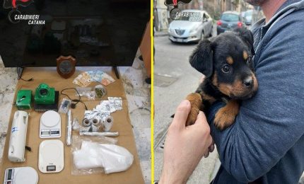Il cucciolo &ldquo;Dante&rdquo; a difesa del fortino della droga, 5 arresti a Catania