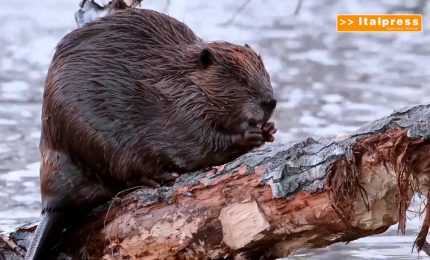 Dopo 500 anni i castori tornano in Molise