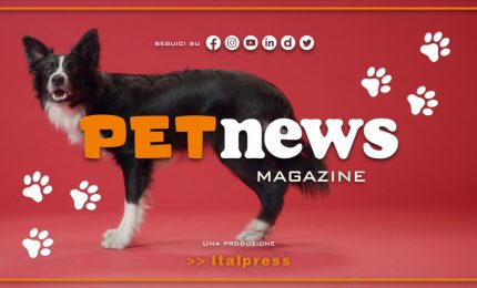 PetNews Magazine - 11/4/2023