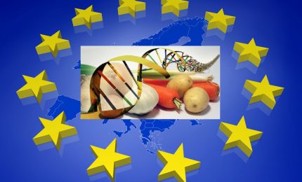 Commissione e Parlamento europeo pronti a lanciare gli OGM. Legami tra grano al glifosato e malattie degenerative?/ MATTINALE 901