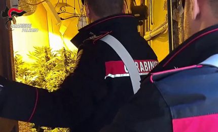 Scoperta piantagione di Cannabis fra i tetti di Ballar&ograve; a Palermo