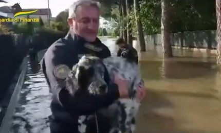 Maltempo in Emilia Romagna, Gdf salva i cani travolti dall'alluvione