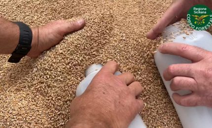 La Regione controlla il grano arrivato in Sicilia dalla Serbia. Lo Stato sta controllando il grano che arriva dall'Ucraina?