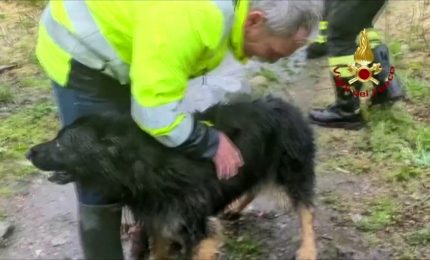 Vigili del Fuoco salvano cane finito tra le rapide del fiume Stura