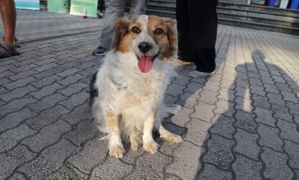 Pet Camper tour torna "on the road"