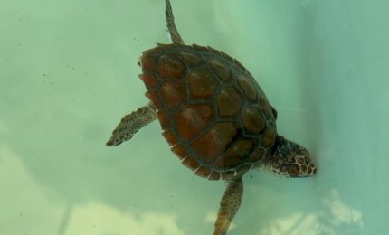 Giornata degli Oceani, torna in mare la piccola tartaruga Gui