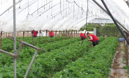 Le imprese prevedono 1,4 milioni di assunzioni entro agosto