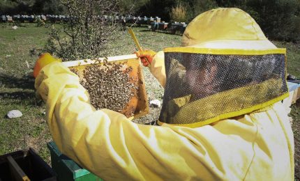 La Regione siciliana ha rinunciato a 800 mila euro di fondi per l'apicoltura ma gli apicoltori presentano ricorso