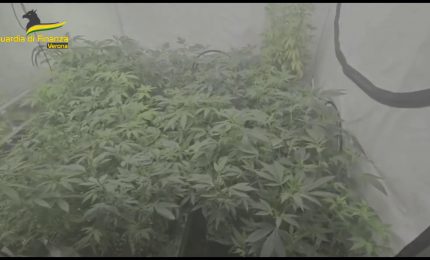 Scoperta nel veronese serra marijuana in negozio di articoli regalo