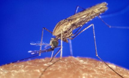 Armi biologiche e diffusione della malaria con i droni nella guerra in Ucraina?