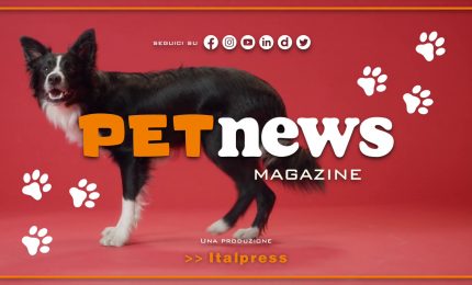 PetNews Magazine - 18/7/2023